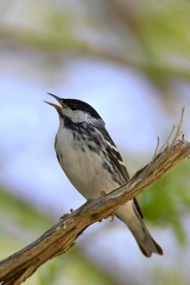 Blackpoll Warbler