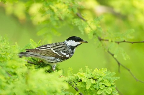 Blackpoll Warbler