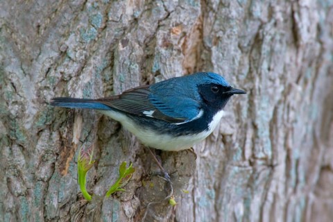 Black-throated Blue Warbler
