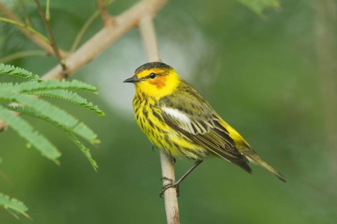 Cape May Warbler