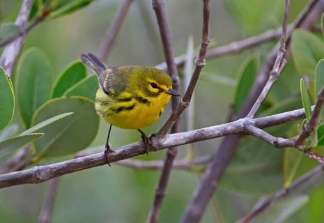 Prairie Warbler