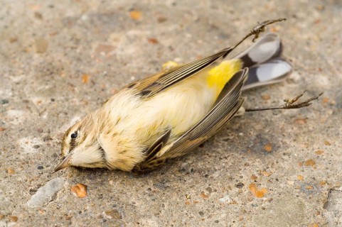 Palm Warbler