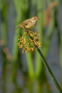 Palm Warbler
