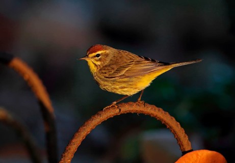 Palm Warbler