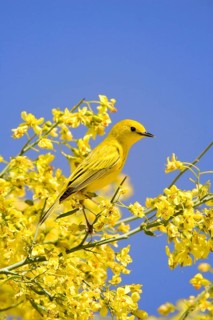 Yellow Warbler
