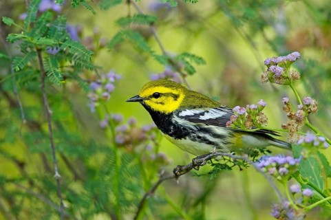 Black-throated Green Warbler