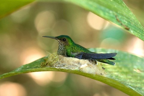 White-necked Jacobin