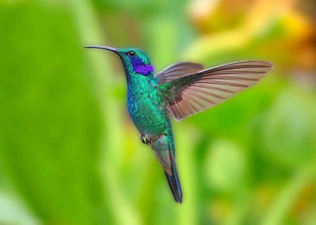 Green Violet-ear