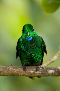 Green-crowned Brilliant