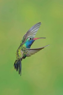 Broad-billed Hummingbird