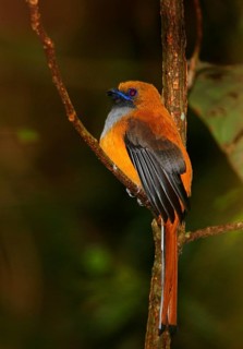 Whitehead's Trogon