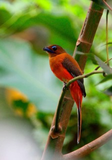 Scarlet-rumped trogon