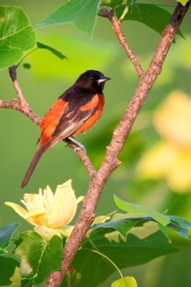 Orchard Oriole