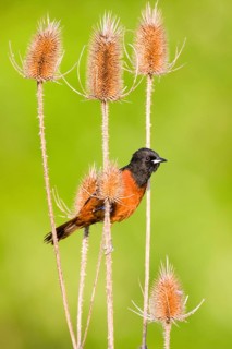 Orchard Oriole
