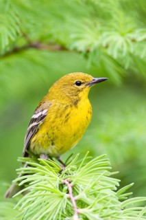 Pine warbler
