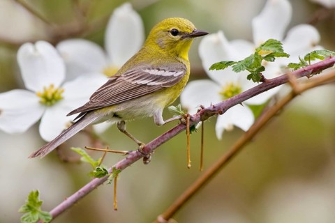 Pine warbler