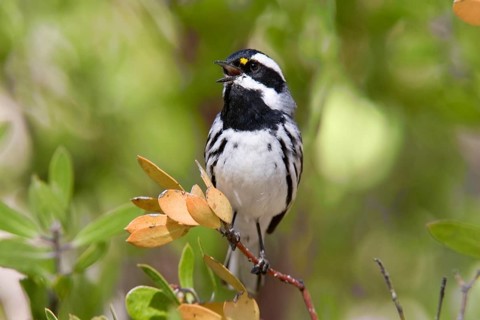 Black-throated Grey Warbler