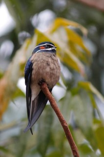 Whiskered Treeswift