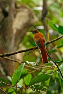 Malabar Trogon