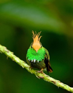 Rufous-crested Coquette