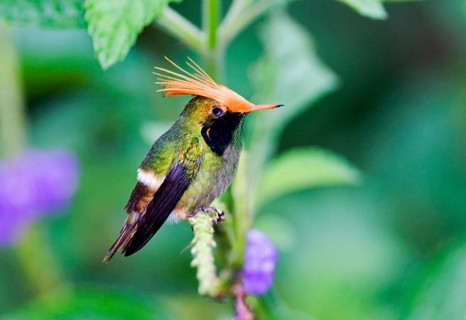 Rufous-crested Coquette