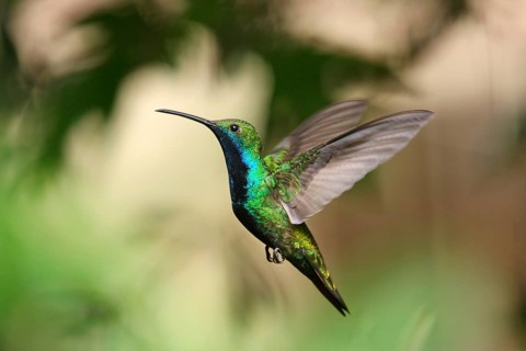 Black-breasted Mango Hummingbird