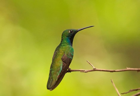 Black-throated mango