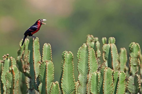 Double-toothed barbet