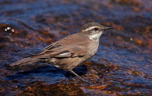 Olrog's cinclodes
