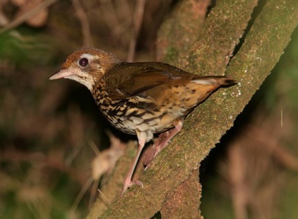 Stripe-breasted Ant-thrush