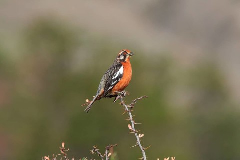 Rufous-tailed Plantcutter