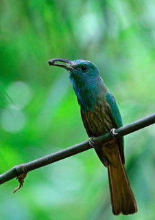 Blue-bearded Bee-eater