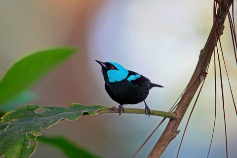 Scarlet-thighed Dacnis