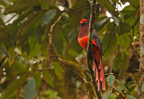 Ward's Trogon