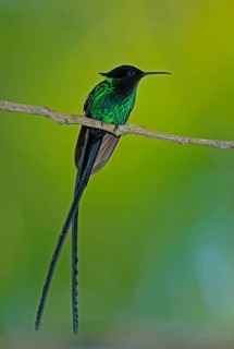 Black-billed Streamertail