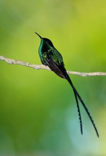 Black-billed Streamertail