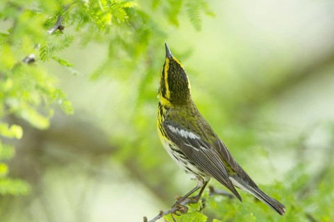 Townsend's Warbler