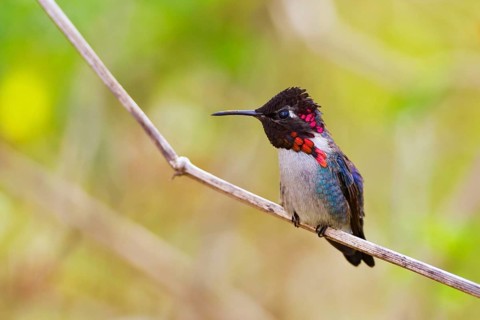 Bee hummingbird