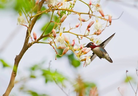 Bee hummingbird