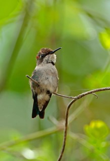Bee Hummingbird