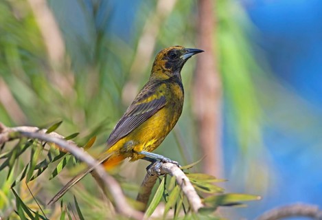 Cuban Oriole