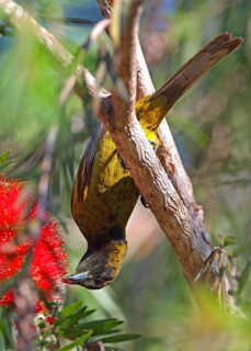 Cuban Oriole