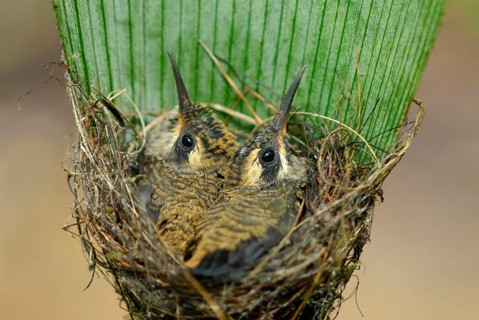 Western Long-tailed Hummingbird