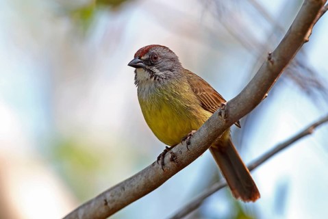Zapata Sparrow