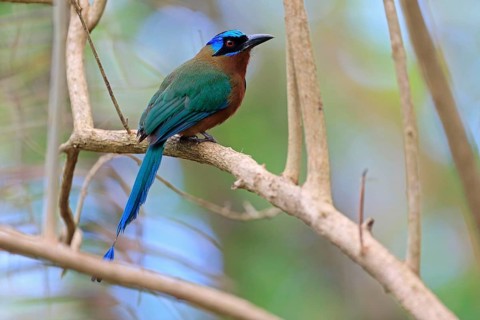 Trinidad Motmot