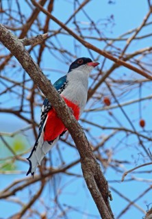 Cuban Trogon