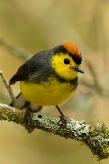 Collared Redstart