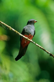 Slaty-tailed Trogon