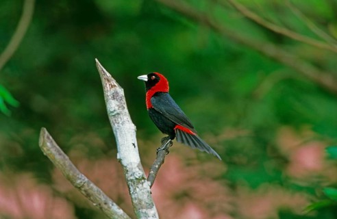 Crimson-collared tanager