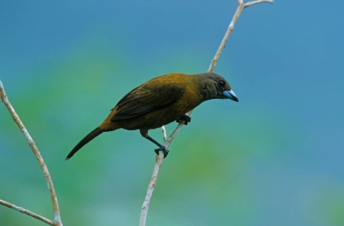 Fire-backed Tanager